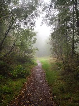 Misty woods Stock Photos