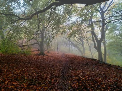 Misty Woods Stock Photos