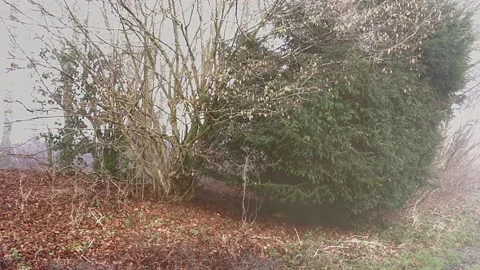 Misty woods3 動画素材 231069726