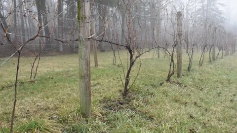 MistyDormantGrapevines Stock Footage 178592139