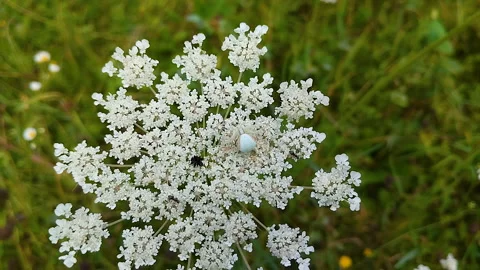 Misumena spider Stock-Footage 308509772