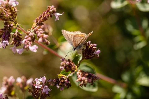 Mit eingerolltem Rüssel muss der Schmetterling wohl satt sein Stock Photos