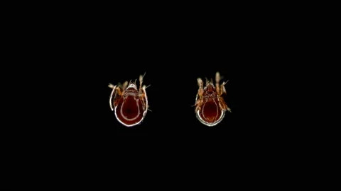 Mite (acari) Oribatida under microscope. Families Parakalummidae, order Stock Footage 140020722