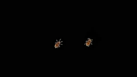 Mite (acari) Oribatida under microscope are saprophago Stock Footage 155157202