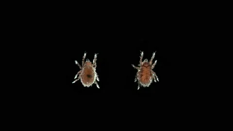 Mite (acari) Oribatida under microscope, family Hermanniellidae. Stock Footage 155735812