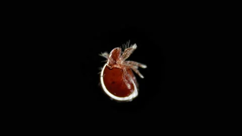 Mite (acari) Oribatida under a microscope, Suborder Mixonomata. Stock Footage 156288981
