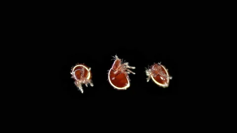 Mite (acari) Oribatida under a microscope, Suborder Mixonomata. Stock Footage 156289121