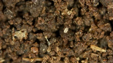 The mite Acarus sp. under the microscope, Order Sarcoptiformes Stock Footage 153405011