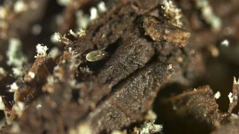 The mite Acarus sp. under the microscope, Order Sarcoptiformes crawls through Stock Footage 154392549