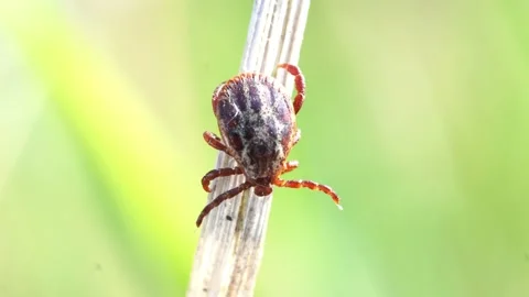 Mite crawling on the blade of dry grass Video stock 108378350
