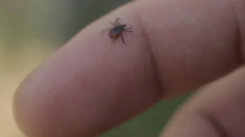 Mite crawling on a human hand looking for a place where to bite. Macro Stock Footage 58973617