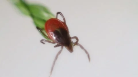 Mite Encephalitis Vídeos de archivo 10566137