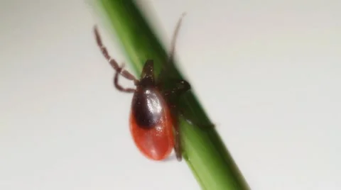 Mite Encephalitis Stock Footage 10566185