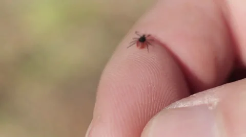 Mite Stock Footage 25066882