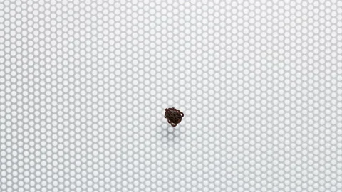 Mite of the genus Dermacentor, on a laboratory table, close-up Stock Footage 95820658