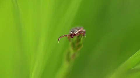 Mite At Green Leaf. Infectious Parasitic Ixodid Ticks Insects On A Green Leaf Vidéo 276194497
