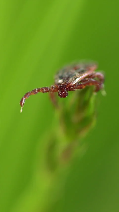 Mite At Green Leaf. Infectious Parasitic Ixodid Ticks Insects On A Green Leaf Vidéo 276202780