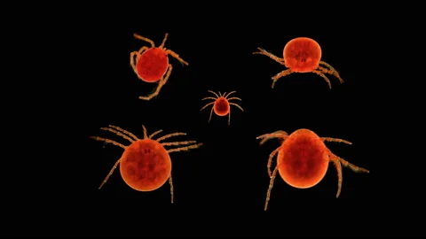 Mite Hydrachnidia under the microscope Stock Footage 107826649