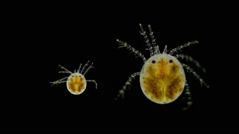 Mite Hydrachnidia under the microscope Stock Footage 107944775