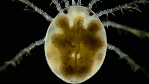 Mite Hydrachnidia under the microscope Stock Footage 109283036