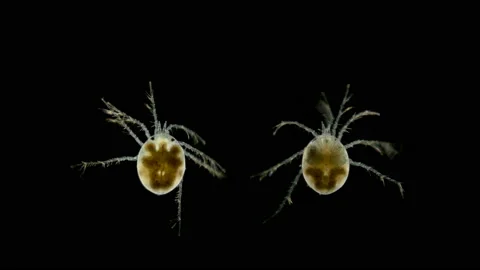 Mite Hydrachnidia under the microscope Stock Footage 109334761