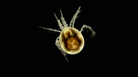 Mite Hydrachnidia under the microscope Stock Footage 109456310