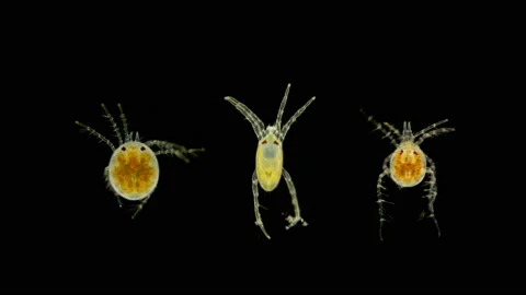 Mite Hydrachnidia under the microscope Stock Footage 109579616