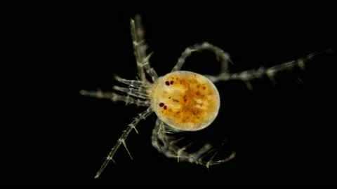 Mite Hydrachnidia under the microscope Stock Footage 109610079