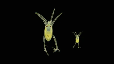 Mite Hydrachnidia under the microscope Stock Footage 110293150