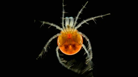 Mite Hydrachnidia under the microscope Stock Footage 110762989