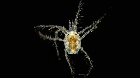 Mite Hydrachnidia under the microscope Stock Footage 110859480