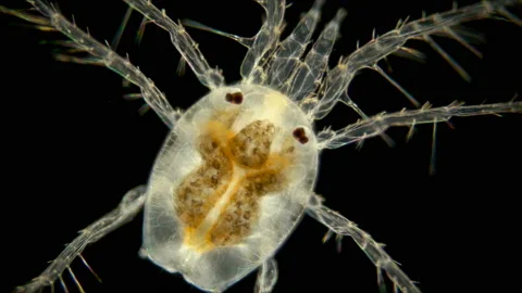 Mite Hydrachnidia under the microscope Stock Footage 110859993