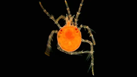 Mite Hydrachnidia under the microscope Stock Footage 111397585