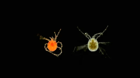 Mite Hydrachnidia under the microscope Stock Footage 111397676
