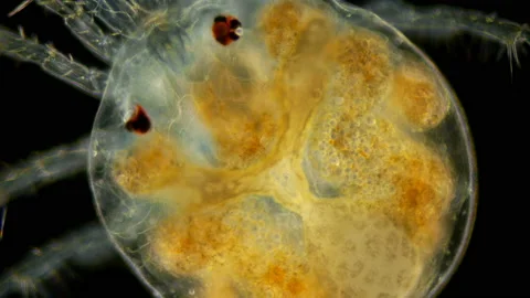 Mite Hydrachnidia under the microscope Stock Footage 112455663