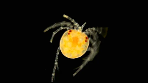 Mite Hydrachnidia under the microscope Stock Footage 112470019