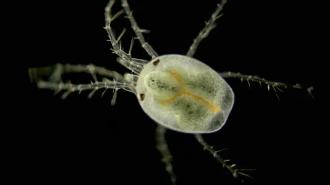 Mite Hydrachnidia under the microscope Stock Footage 112558160