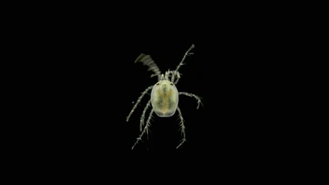 Mite Hydrachnidia under the microscope Stock Footage 112559035