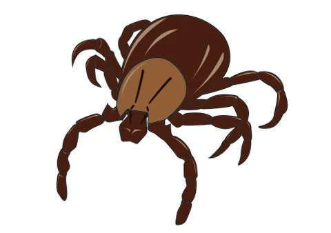 Mite. Insect parasite warning vector image Stock-Illustration