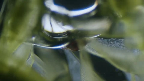 Mite on moss Stock Footage 291970512