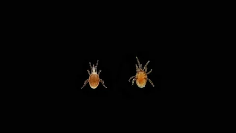 Mite of the order Mesostigmata under a microscope, class Arachnida Stock Footage 155157354