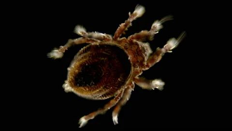 Mite Oribatida under microscope are saprosphago, scavengers, some species of Stock Footage 128398243