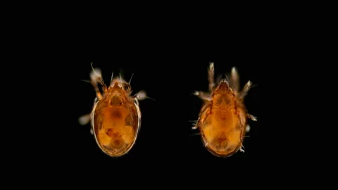 Mite Oribatida under microscope are saprosphago, family Schlerobatidae Stock Footage 133496932