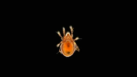 Mite Oribatida under microscope are saprosphago, scavengers, some species of Stock Footage 134473065