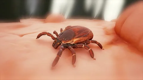 Mite tick bug on skin fur hair bg Stock Footage 330467619