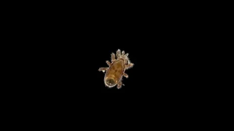 Mite under microscope, Class Arachnida Video stock 259624071
