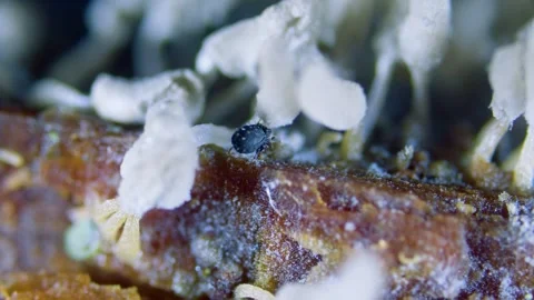 Mite under microscope Stock Footage 346431883