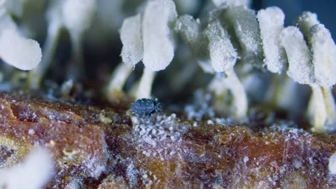 Mite under microscope Stock Footage 346431962