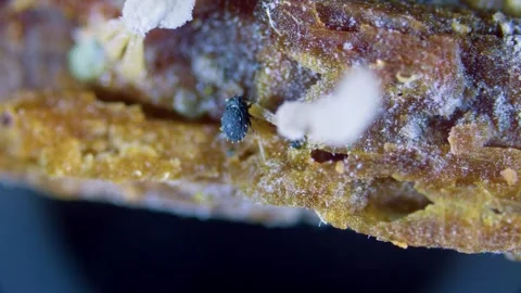 Mite under microscope Stock Footage 346432277