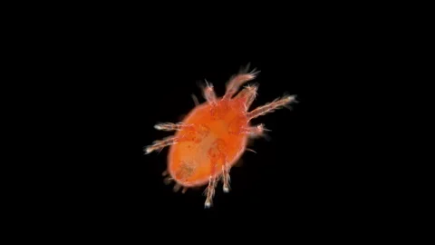 Mite under a microscope, suborder Prostigmata. Among them are plant pests Stock Footage 255937376